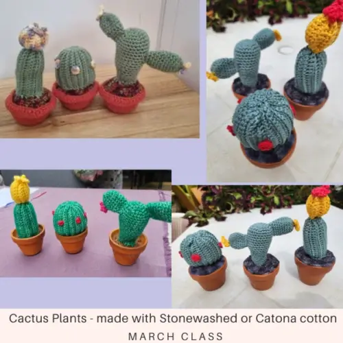 Cactuses-May24-500x500